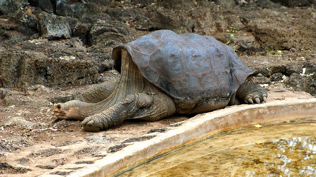Lonesome George la tortue Lonesome George la tortue