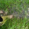 Pieds nus à Compostelle Je me rappelle d’un pèlerinage de cinq jours où j’enlevai mes souliers pour marcher pieds nus. Je me souviens d’une femme attendant...