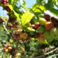 Finca Dos Jefes : une petite histoire de café à Boquete Sur cette ancienne plantation de canne à sucre et d’oignons, le café n’est pas ancestral. Les arbres ont vingt-sept ans, pour être...