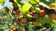Sur cette ancienne plantation de canne à sucre et d’oignons, le café n’est pas ancestral. Les arbres ont vingt-sept ans, pour être...