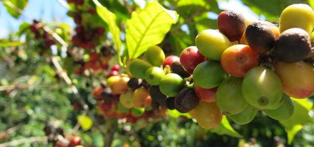 Sur cette ancienne plantation de canne à sucre et d’oignons, le café n’est pas ancestral. Les arbres ont vingt-sept ans, pour être...