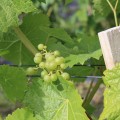 Le vignoble L'Isle de Bacchus