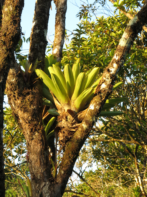 La jungle au lever du jour - Santa Fe, Panama