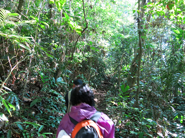 Le simili-sentier, Santa Fe, Panama