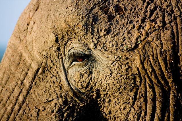 Oeil d'éléphant - Safari en Afrique