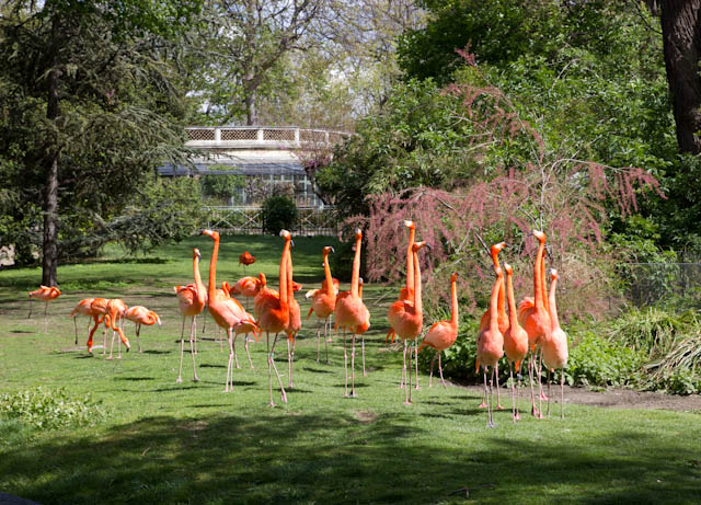 Les flamants s'amusent - Paris, France