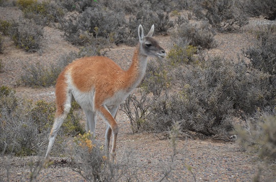 Guanaco, Peninsula Valdés, Province de Chubut, Argentine