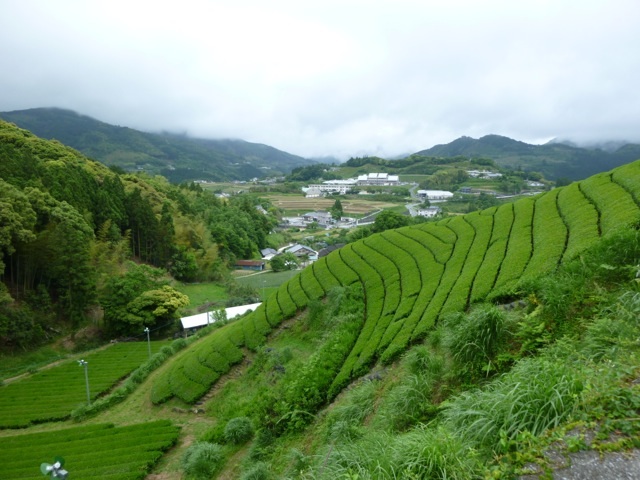 Jardin Miyasaki de la famille Issinen (photo gracieuseté de Hugo/Camellia Sinensis)