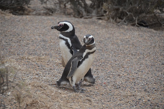 Manchot de Magellan, Punta Tombo, Province de Chubut, Argentine