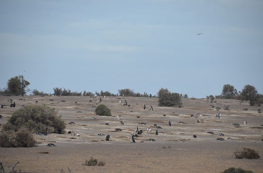 Manchot de Magellan, Punta Tombo, Province de Chubut, Argentine