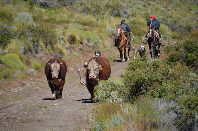 Gauchos Argentine El Calafate