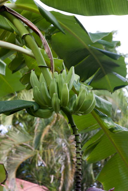 Jardin Botanique