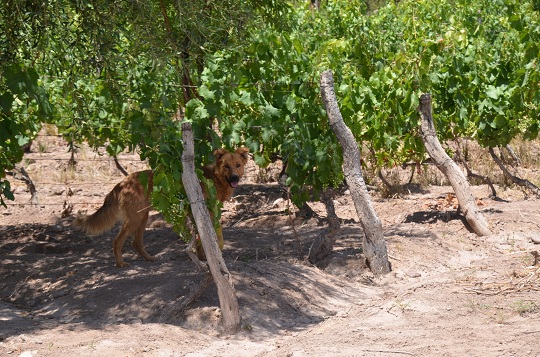 La douce vie au milieu des vignes