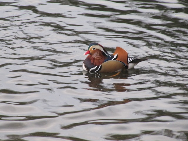 Mandarin Londres parc