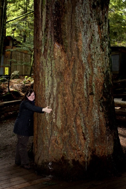 arbre géant