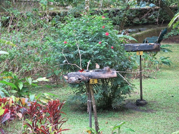 Canopy Lodge observatoire d'oiseaux