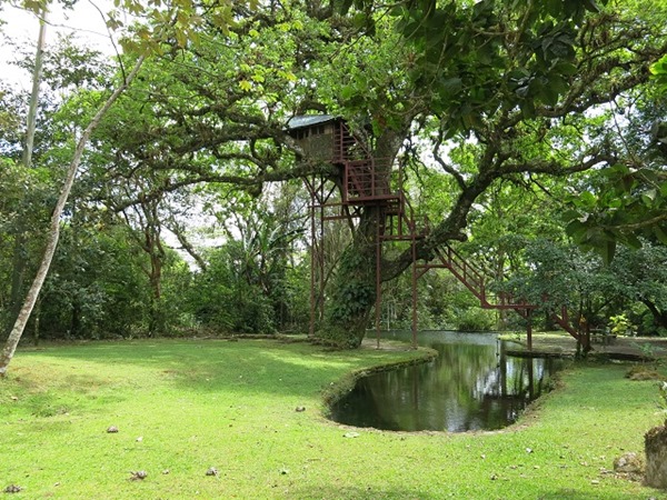 Canopy Lodge piscine naturelle