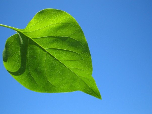 feuille verte sur fond bleu environnement