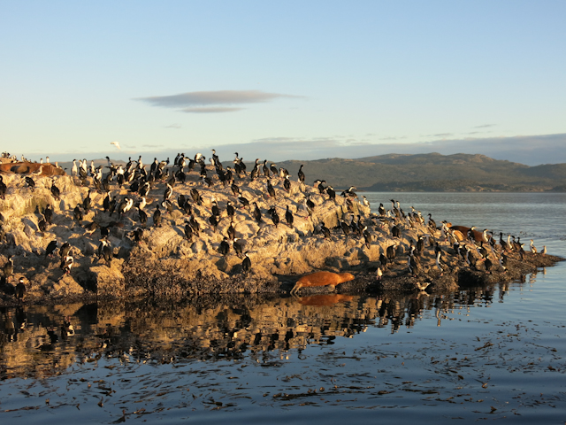 La faune incroyable îles du Canal Beagle Ushuaia