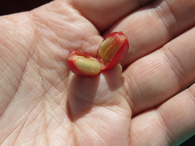 cerise de café Boquete Panama