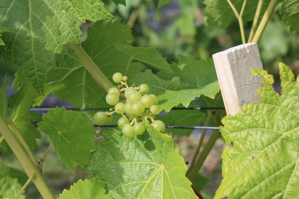 Le vignoble L'Isle de Bacchus