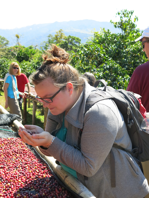 cerises de café Panama Boquete