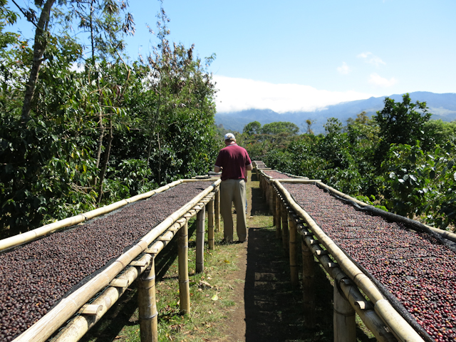 étendoirs café Boquete Panama