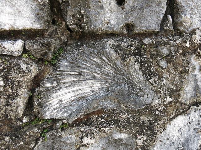 Des coquillages dans la forteresse Portobelo Panama