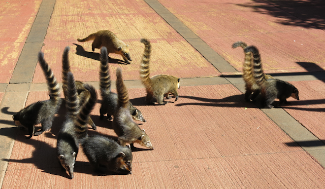 Des coatis règnent en rois sur le territoire des chutes d'Iguazu en Argentine