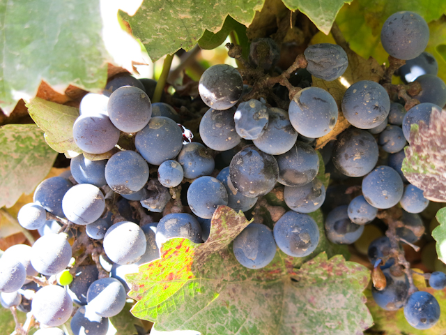 Raisins sur la grappe, prêts à être récoltés - Mendoza, Argentine