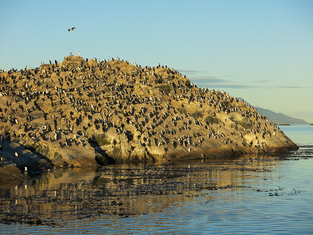 Cormorans - Ushuaia, Argentine