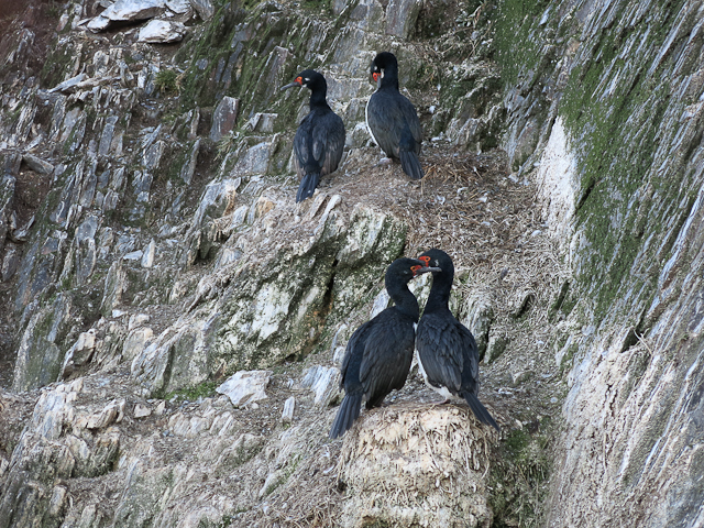 Cormorans sur l'Isla H - Ushuaia, Argentine