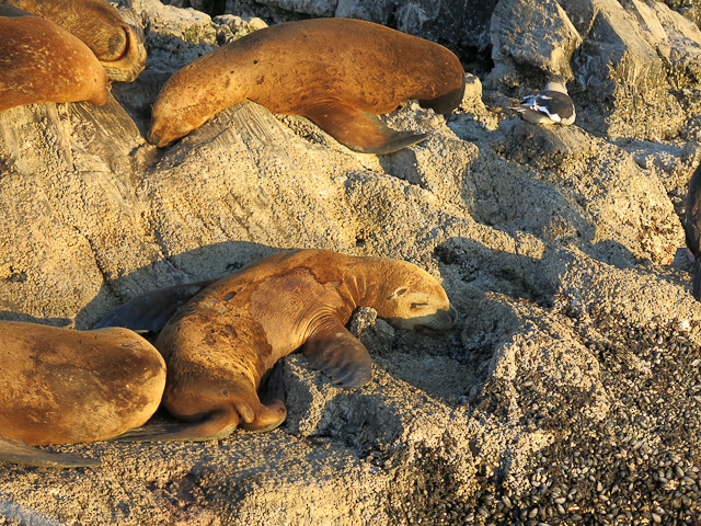 Lion de mer - Ushuaia, Argentine