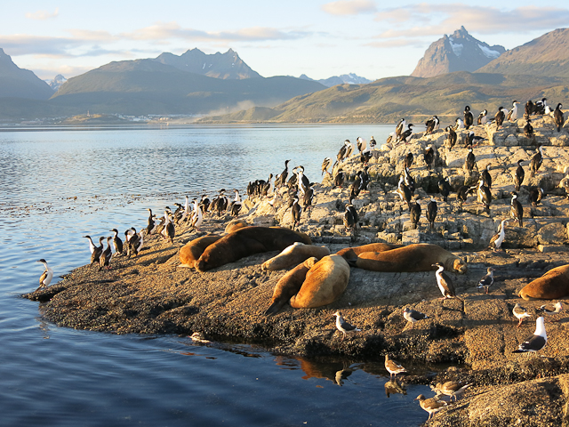 Lions de mer et cormorans - Ushuaia, Argentine