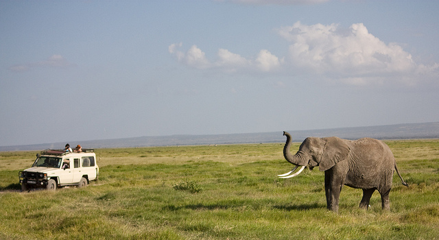 On observe les éléphants - Safari en Afrique