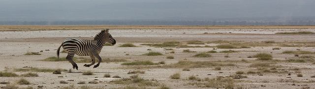 Zèbre en course - Safari en Afrique