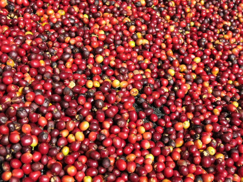 Dégustation de cerises de café au Panama