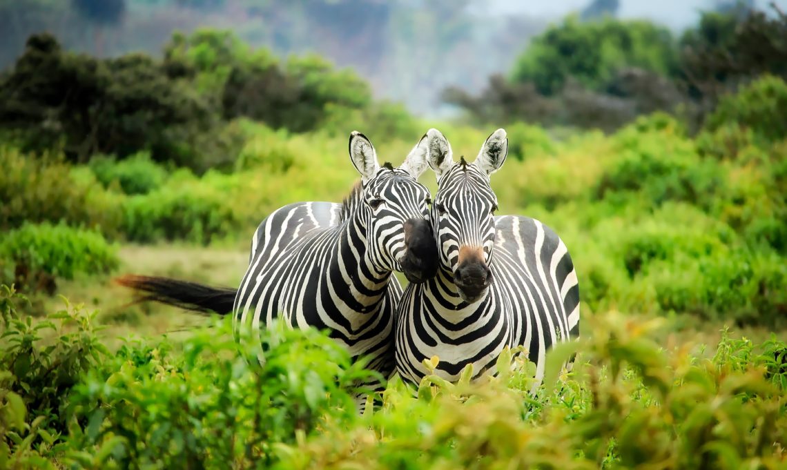 Zèbres en safari au Kenya - David Mark de Pixabay