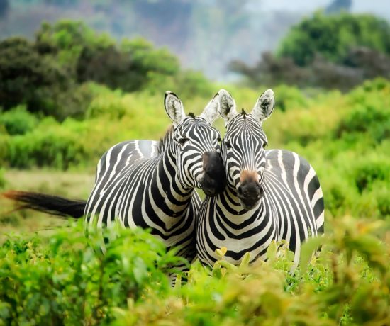 Zèbres en safari au Kenya - David Mark de Pixabay