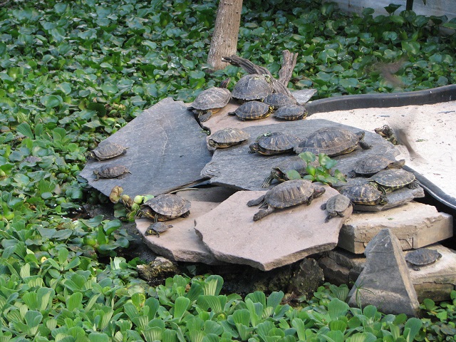 Les tortues de l'Estacion de Atocha - Madrid, Espagne