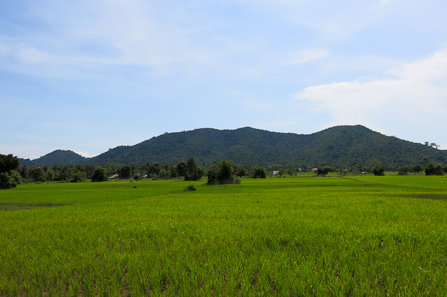 Les rizières du Cambodge