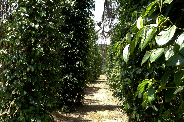 Plantation de poivre - Kep, Cambodge