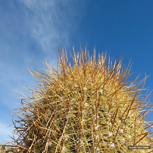 Cactus - Désert de sel - Salar d'Uyuni, Bolivie