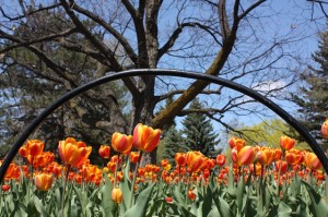 Festival canadien des tulipes - Ottawa, Canada