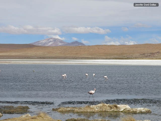 Oiseaux dans la lagune - Désert de sel - Salar d'Uyuni, Bolivie