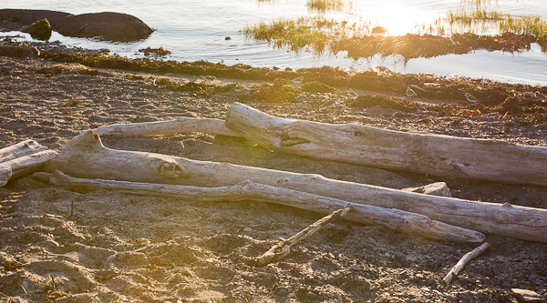 Bois de grève, Kamouraska