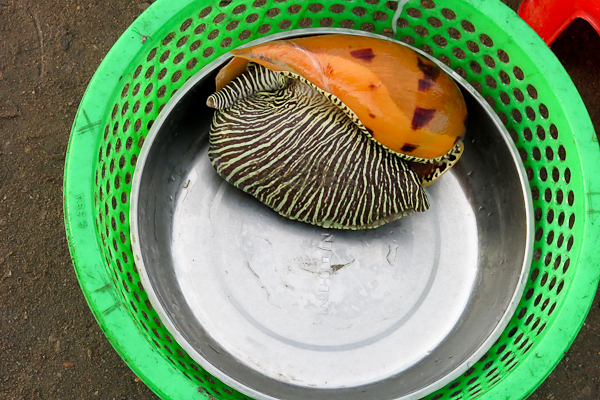 Coquillage - Kampot, Cambodge