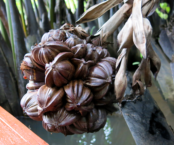 Fleur de palmier - Kampot, Cambodge