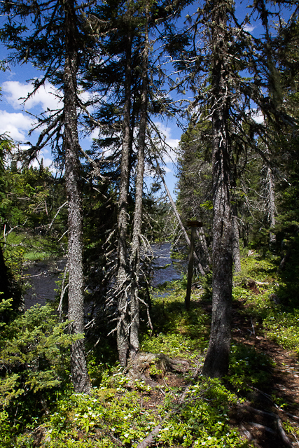 Forêt du Québec - L'Auberge Gîte du Mont-Albert, Gaspésie