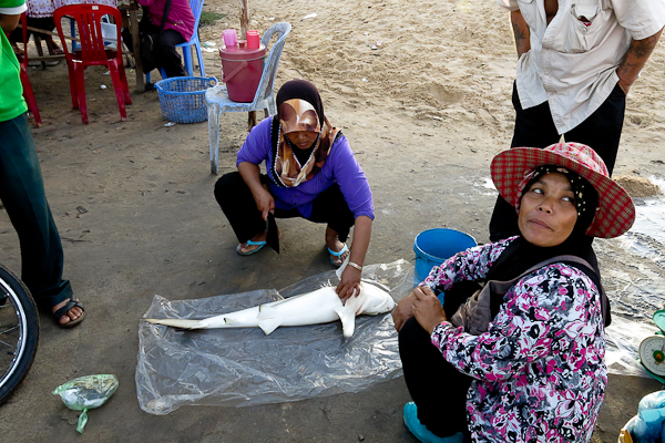 Requin - Kampot, Cambodge